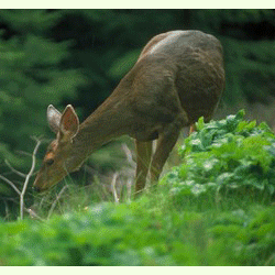 deer